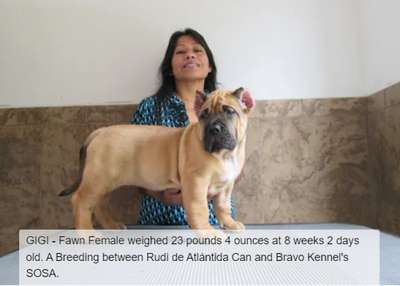BRAVO KENNEL'S GIGI