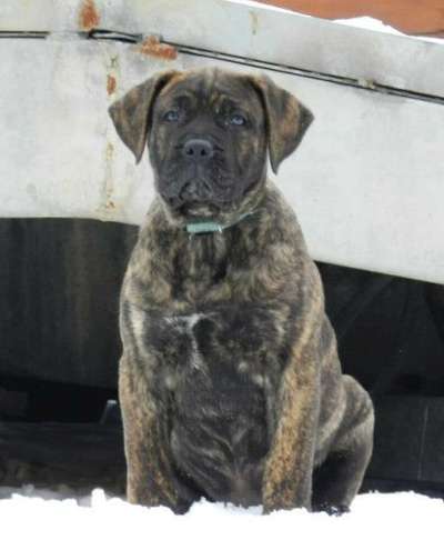 PERROS CANARIOS OROS EWA