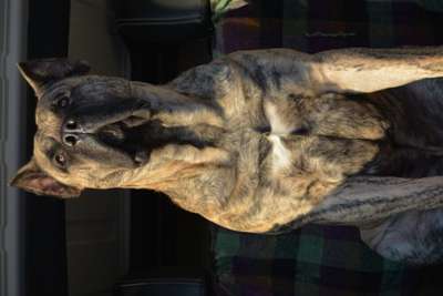 TITAN DE CANARIAN BULL