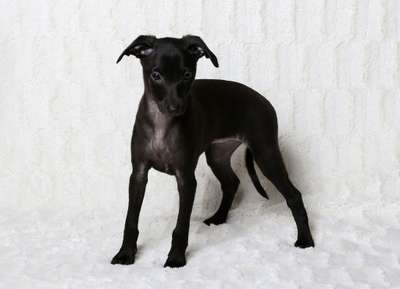 Independence Nayeli Black Rose