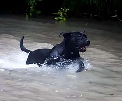 HAIKA DE LA HUELLA DEL PRESA CANARIO