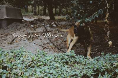 VIGGO DE LOS MORALES