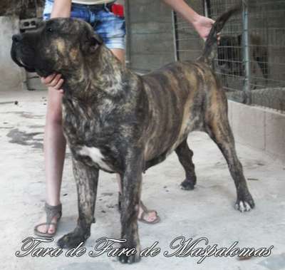 TARA FARO DE MASPALOMAS