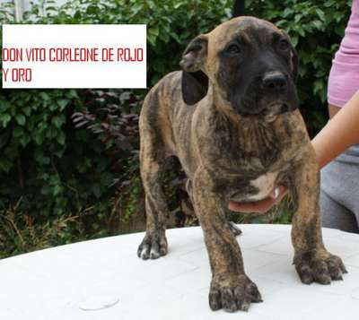 DON VITO CORLEONE DE ROJO Y ORO