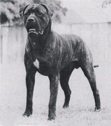 Clyde of Kelwall
