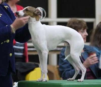 Bravehound's Courage Under Fire