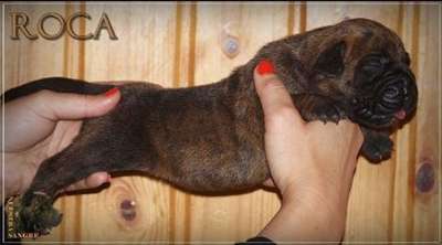 ROCA NUESTRA SANGRE