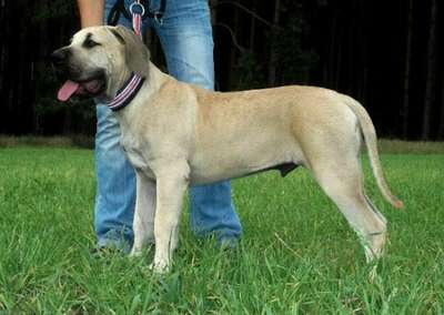 MOSCHINO CABALLERO CANARIO