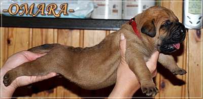 OMARA NUESTRA SANGRE