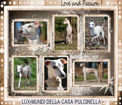 Lux Mundi Della Casa Pulcinella