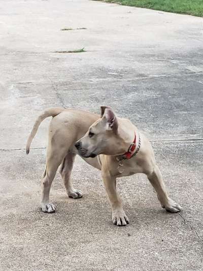 PWA'S NALA