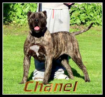 MILLION DOLLAR CHANEL