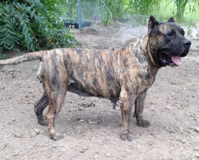ARIZA DE BARNACAN BULL