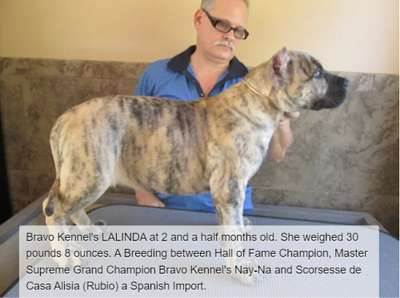 BRAVO KENNEL’S LALINDA