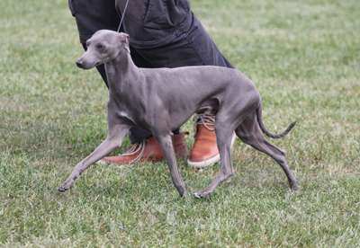 Kenzo Du Chien D'Ebène