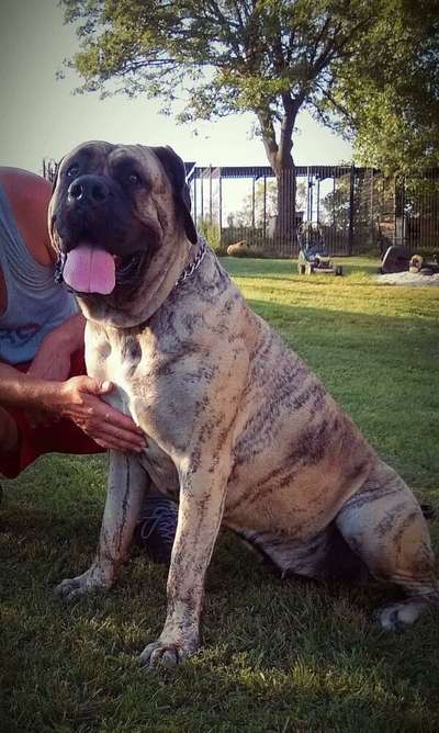 BOSS BULL CANARIO TYA