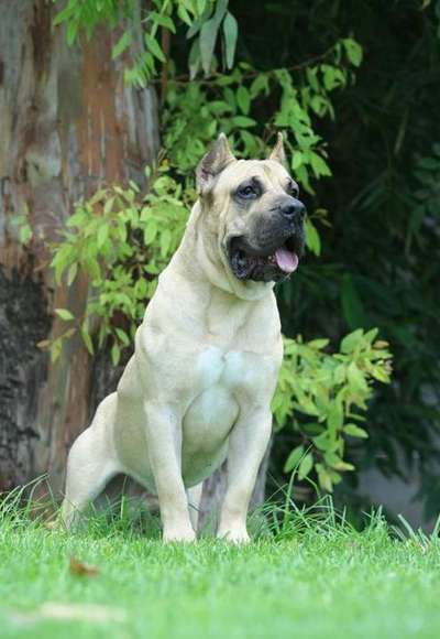 GUANCHO DE ETERNA PRIMAVERA