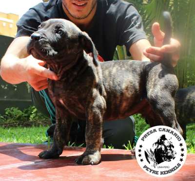 CRATOS DE PEYRE KENNELS