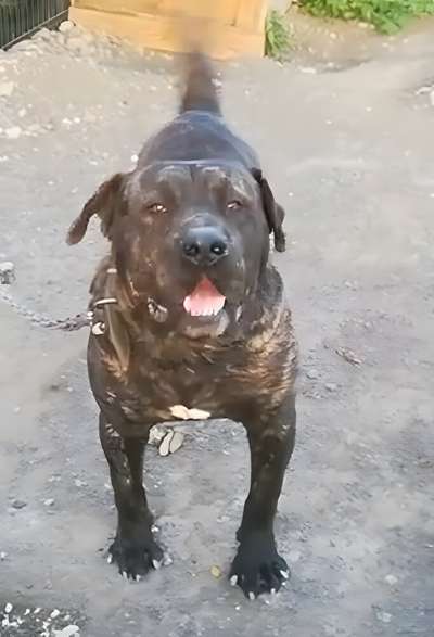 Batán