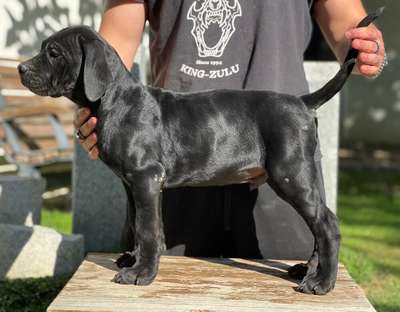 BRIGANTE DE KING ZULU “VENOM”