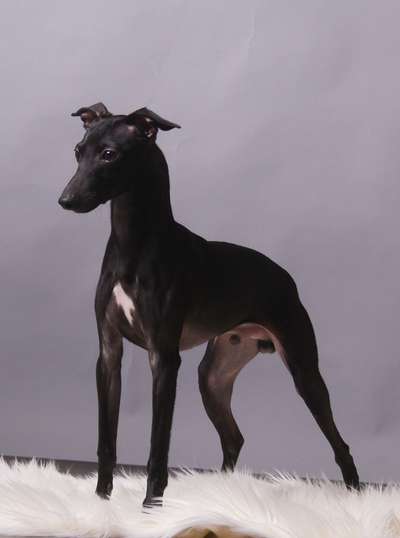 Sebik Feritte Bugsy