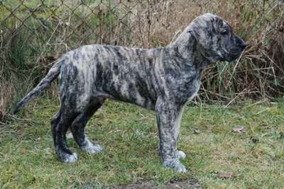 ARISTO MEGAS DAIMONION