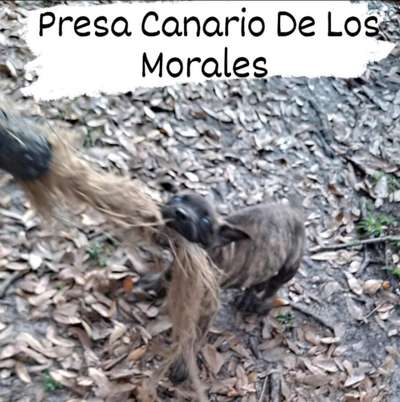 TORNADO DE LOS MORALES