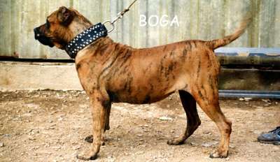 BOGA