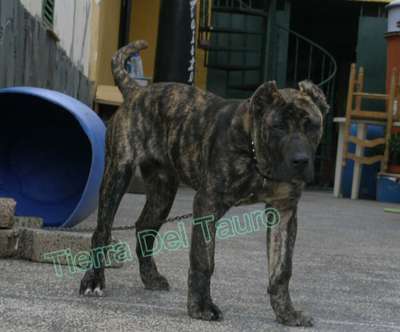TAURO DE TIERRA DEL TAURO