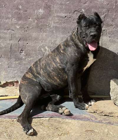 TONFA DE KING ZULU