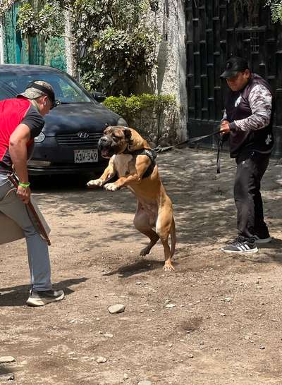 ASIO CHAJLLA PERRO DE PRESA