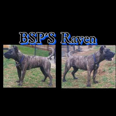 BLACK STAR PRESA'S RAVEN