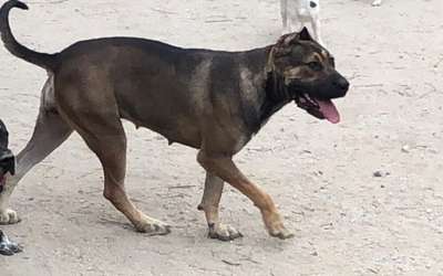 LOLA DE KING ZULU