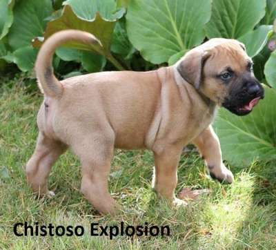 EXPLOSION CHISTOSO