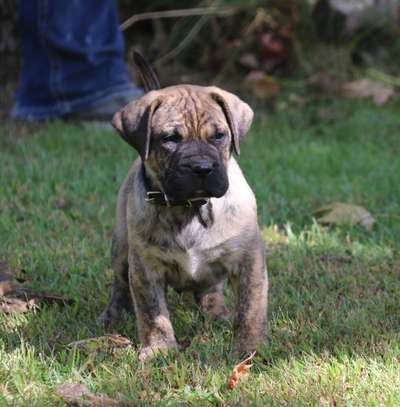 CHUBBS DE CABEZA GRANDE