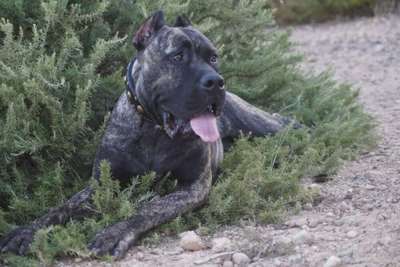 ARTUS DE LOS GUERREROS