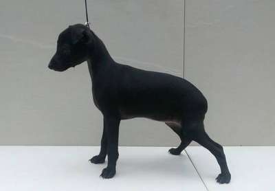 Ackra's Prima Dona