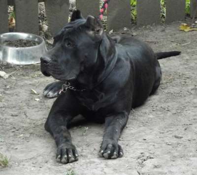 PRESA'S SPIRIT A-JUNO