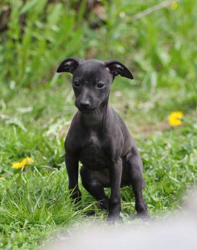 Sprintholic Kahlua