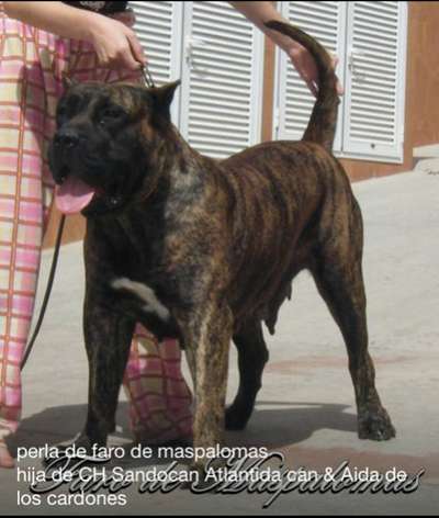 PERLA FARO DE MASPALOMAS