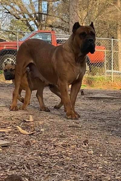 LASSIE DE ER TRIUNFO DEL PRESA