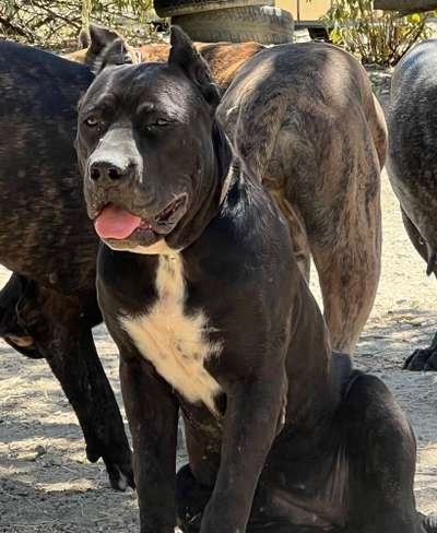 KATALEIA DE KING ZULU