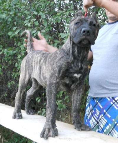 XTREME BULLSARA DEL PEMBA (MAGO)