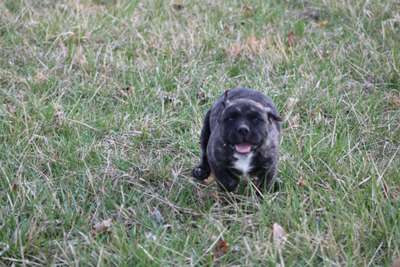 SMOKEY DE TOLEDO PRESA
