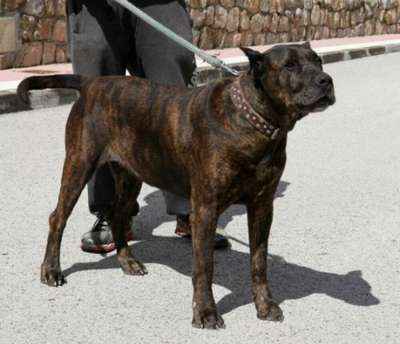 HIENA DE KING ZULU