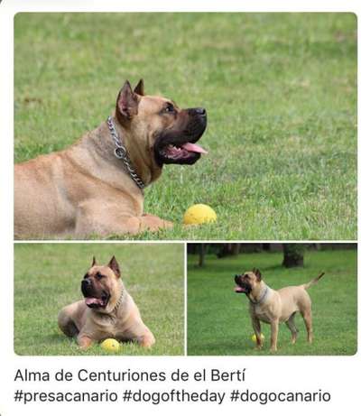 ALMA DE CENTURIONES DE BERTI