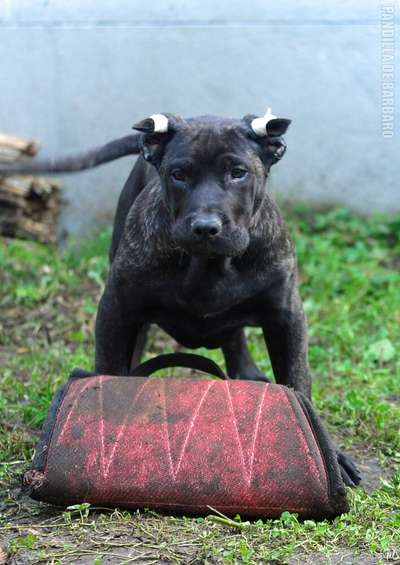BELZEBUB ANDARIEL