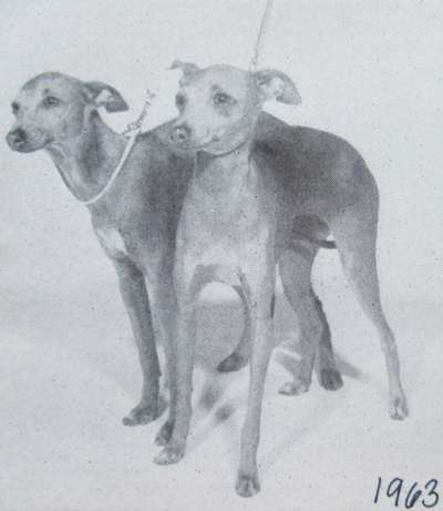 Philtre Gino