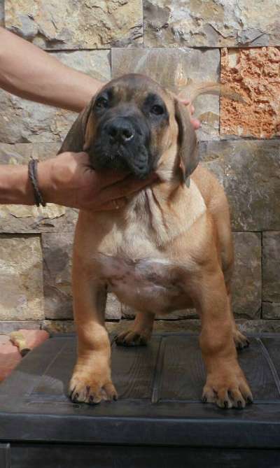 TROYA DE HORNOS DE CAL