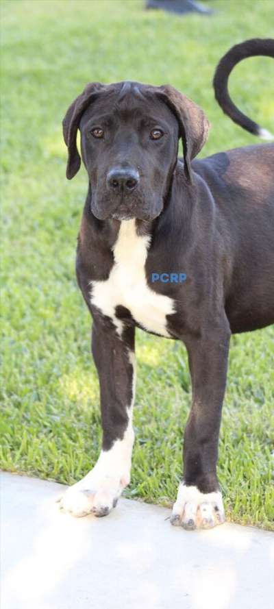 ONYX DE PCRP KENNEL